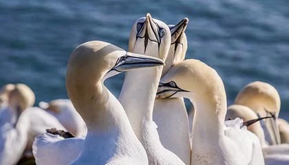 Leyu Sports-康查尔12+10+10普尔34分 爵士不敌鹈鹕10连败