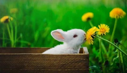 NBA-维金斯24分英格拉姆23分 热火不敌猛龙